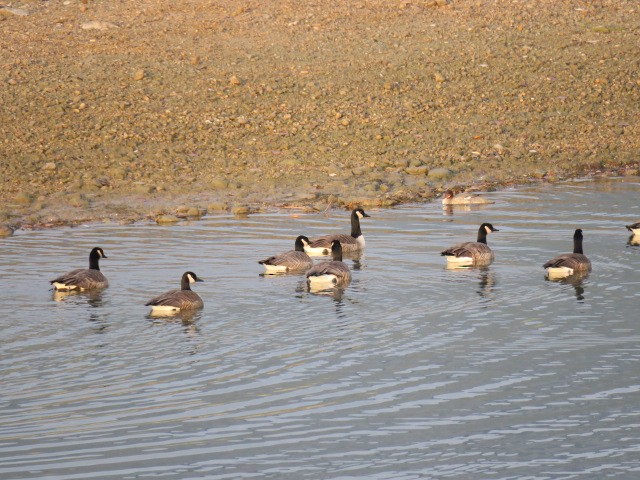 ברנטה קנדית - ML645506677