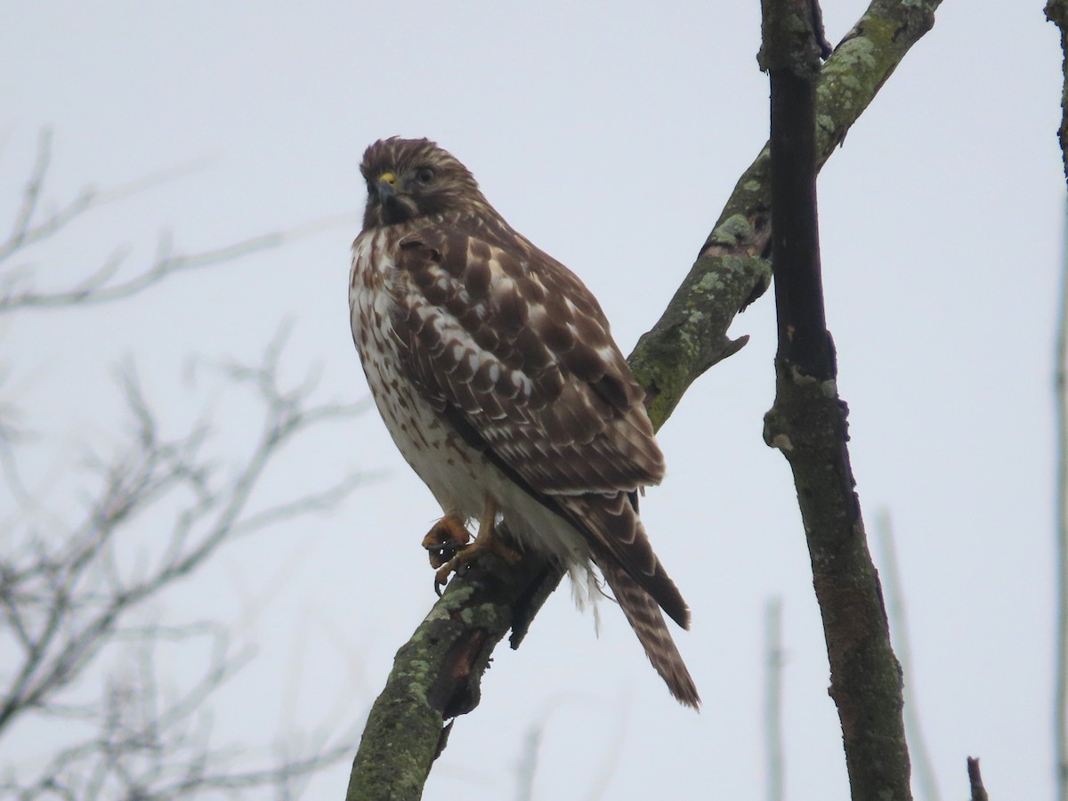 Red-shouldered Hawk - ML645506678
