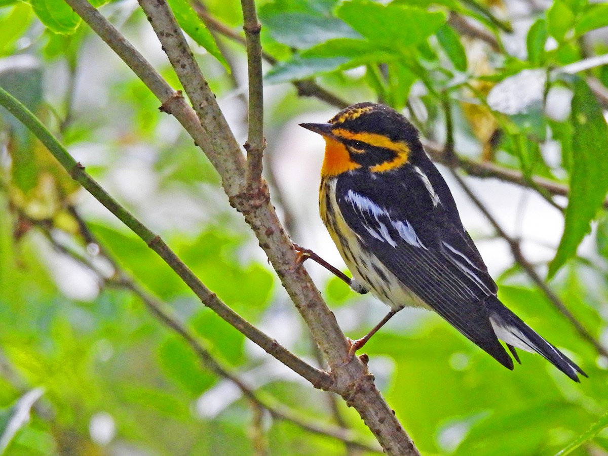 Blackburnian Warbler - ML645506680