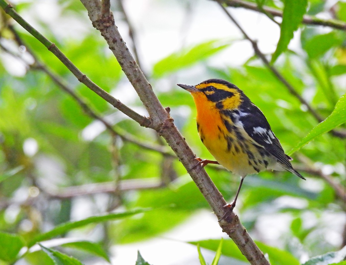 Blackburnian Warbler - ML645506681