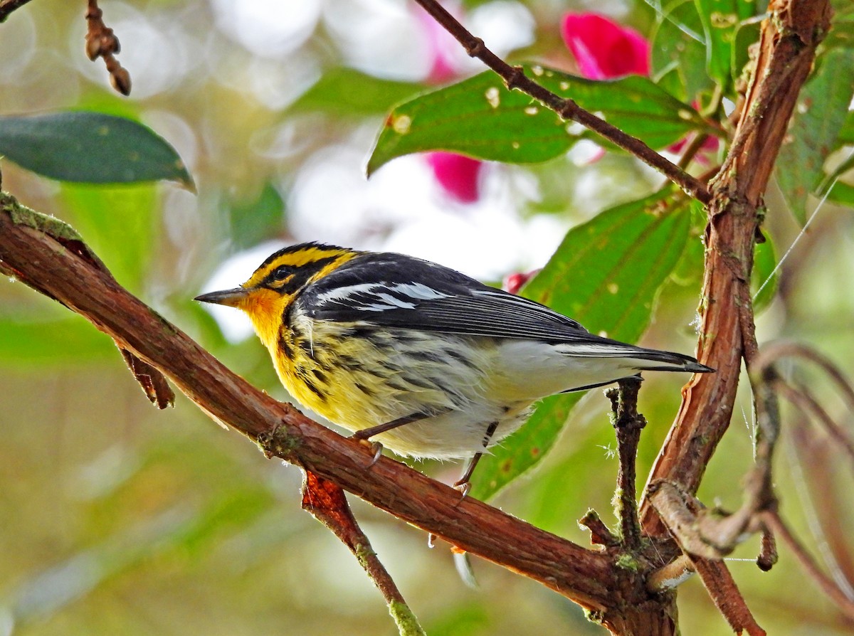 Blackburnian Warbler - ML645506682