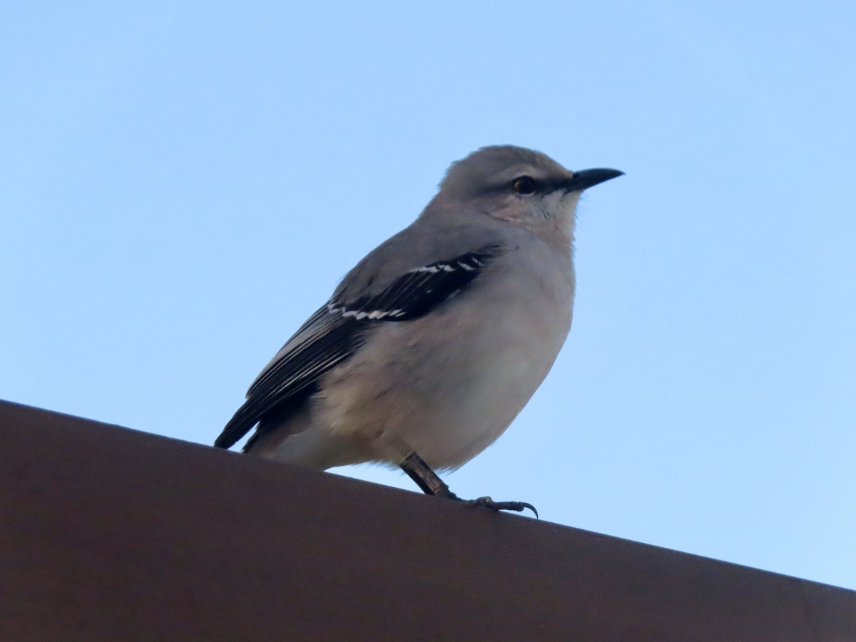 Tropikal Taklitçi - ML645506688