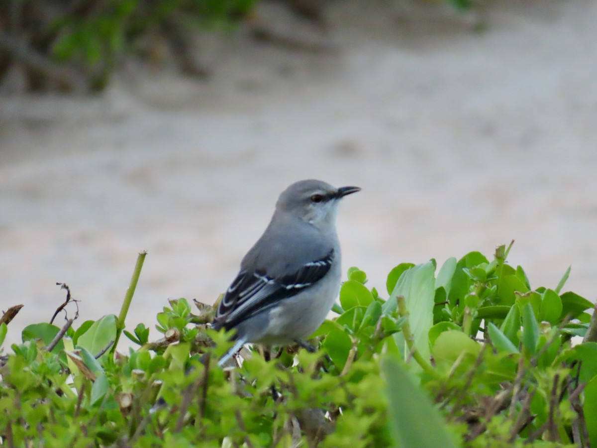 Tropikal Taklitçi - ML645506689