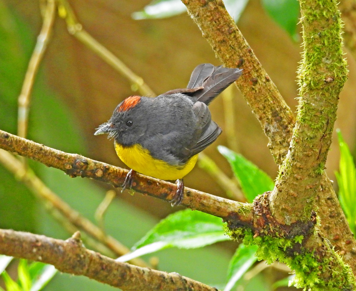 Slate-throated Redstart - ML645506691