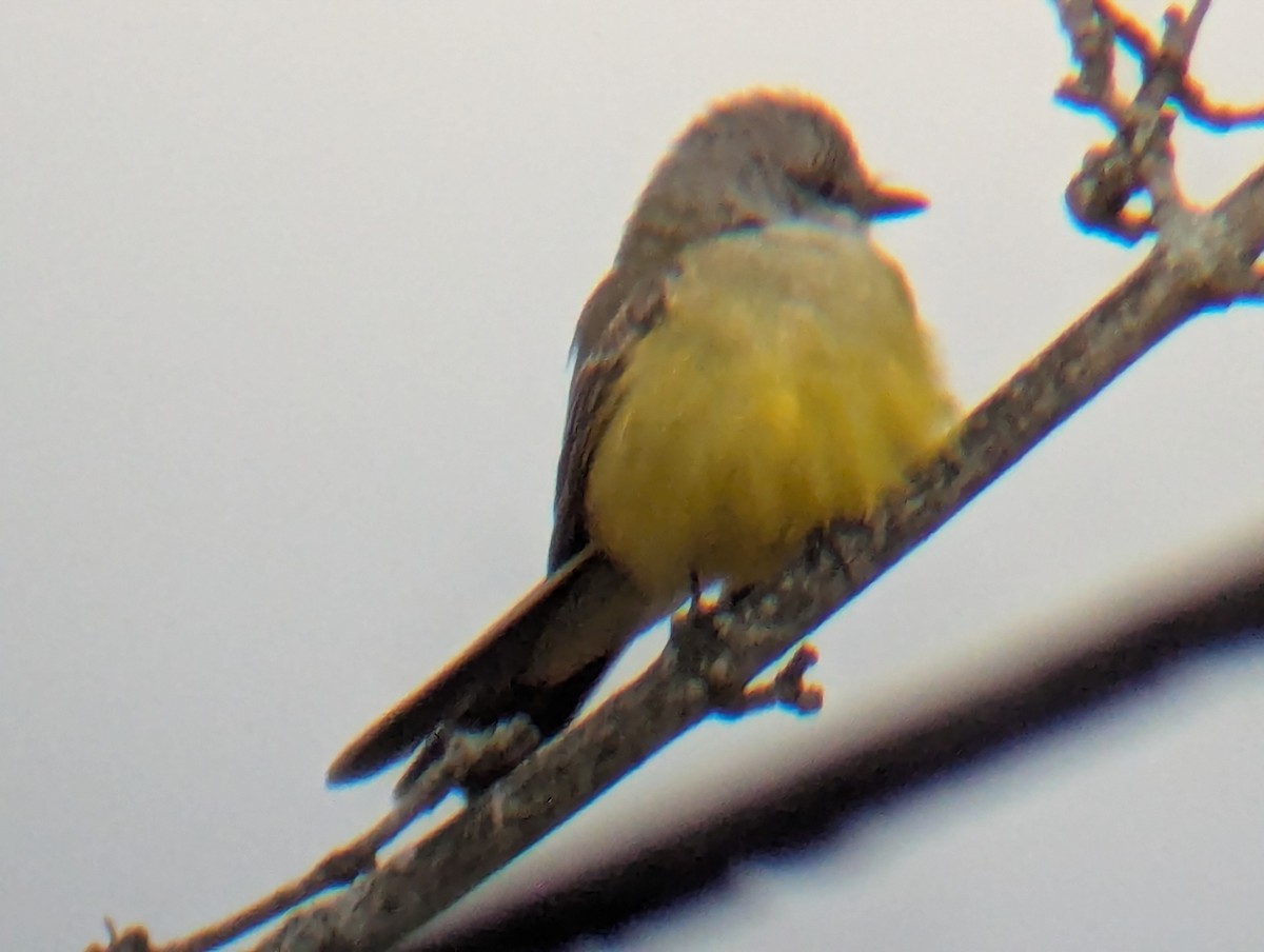 Western Kingbird - ML645506696