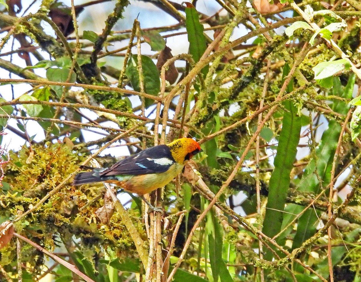 Flame-faced Tanager - ML645506703