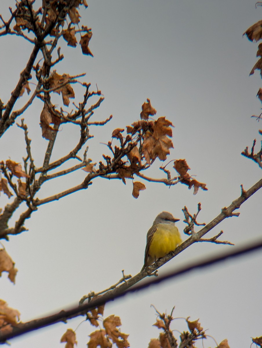 Western Kingbird - ML645506704