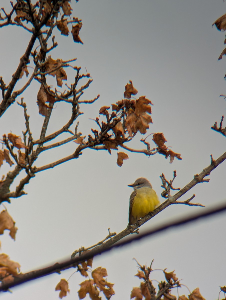 Western Kingbird - ML645506705