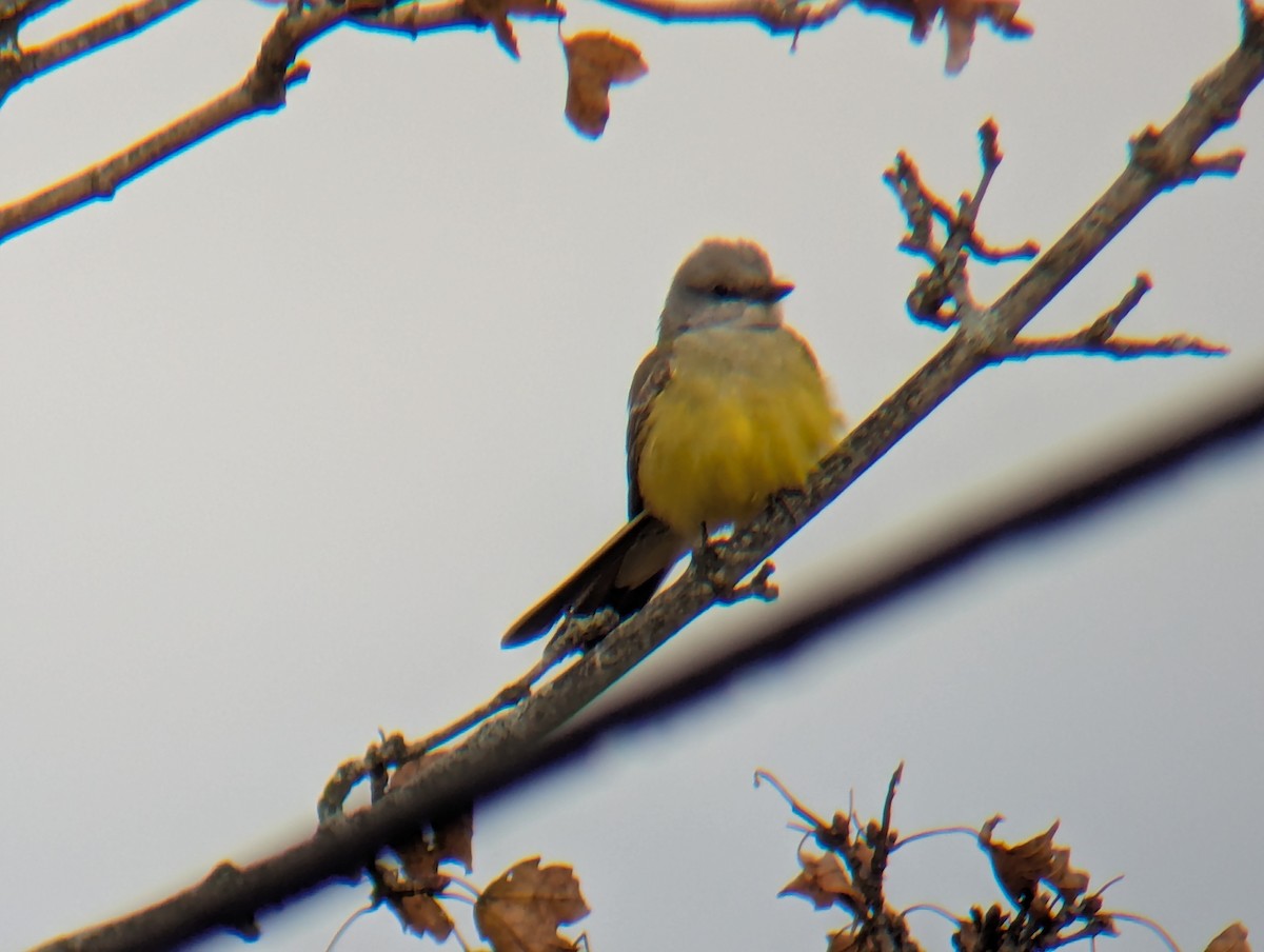 Western Kingbird - ML645506706
