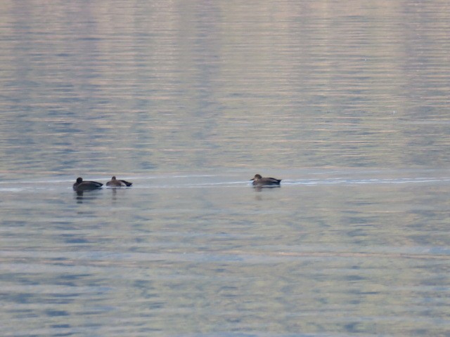 Ipar-ahatea - ML645506710