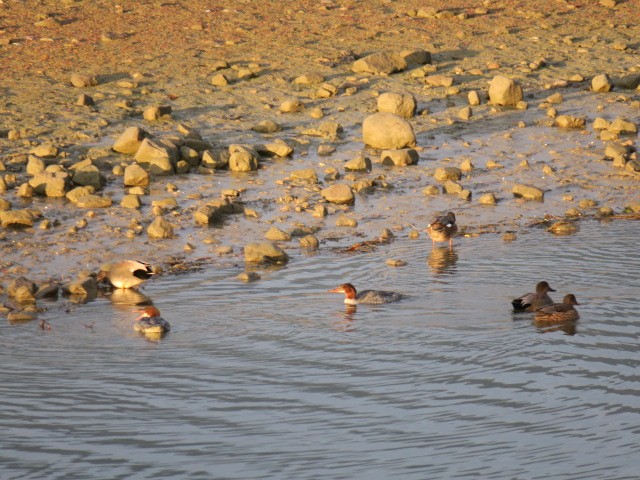 Ipar-ahatea - ML645506711