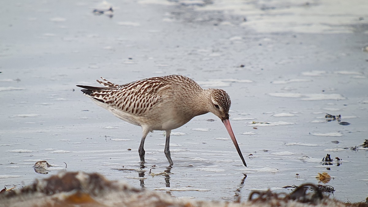 Bar-tailed Godwit - ML645506731