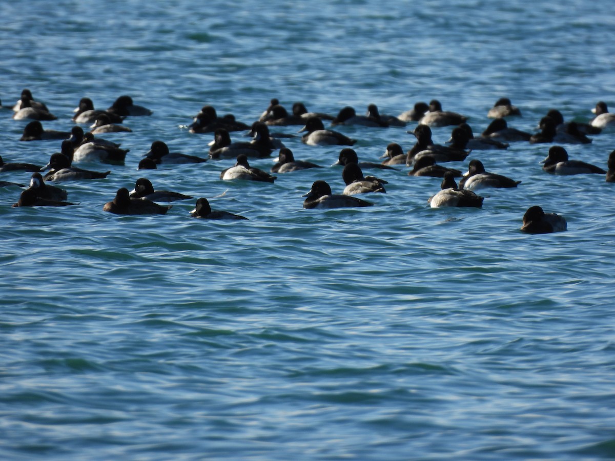 スズガモ - ML645506733