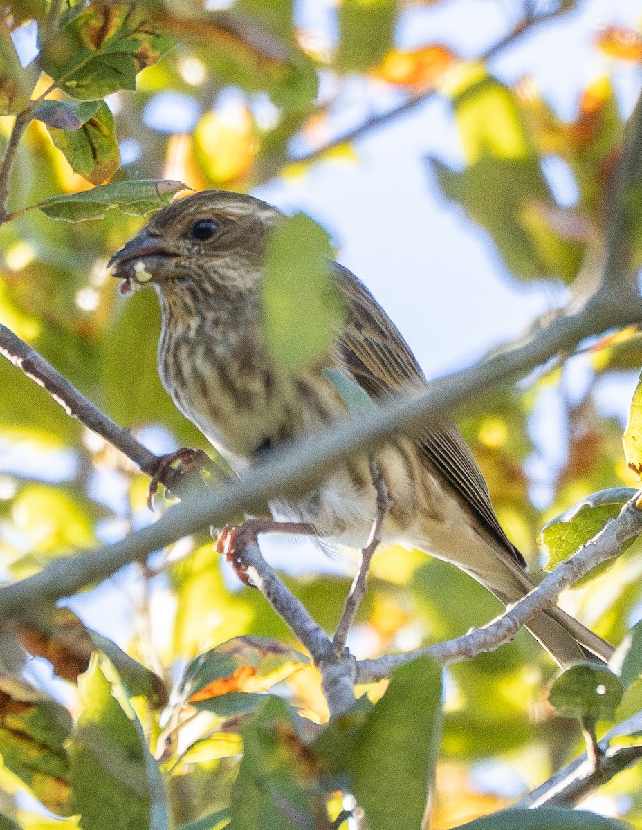 Camachuelo Purpúreo - ML645506765