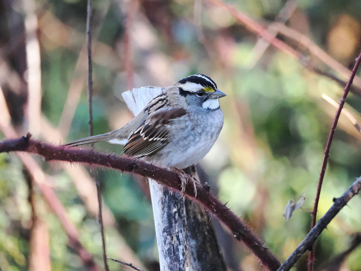 White-throated Sparrow - ML645506766