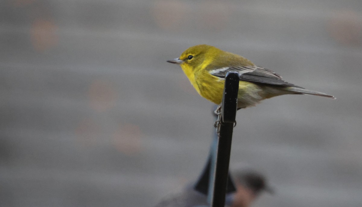 Pine Warbler - ML645506806