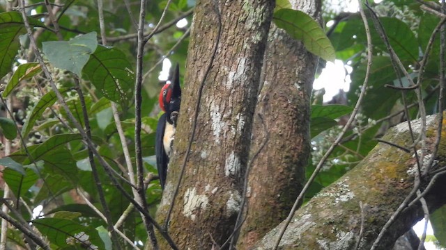 Жовна білочерева - ML645506837