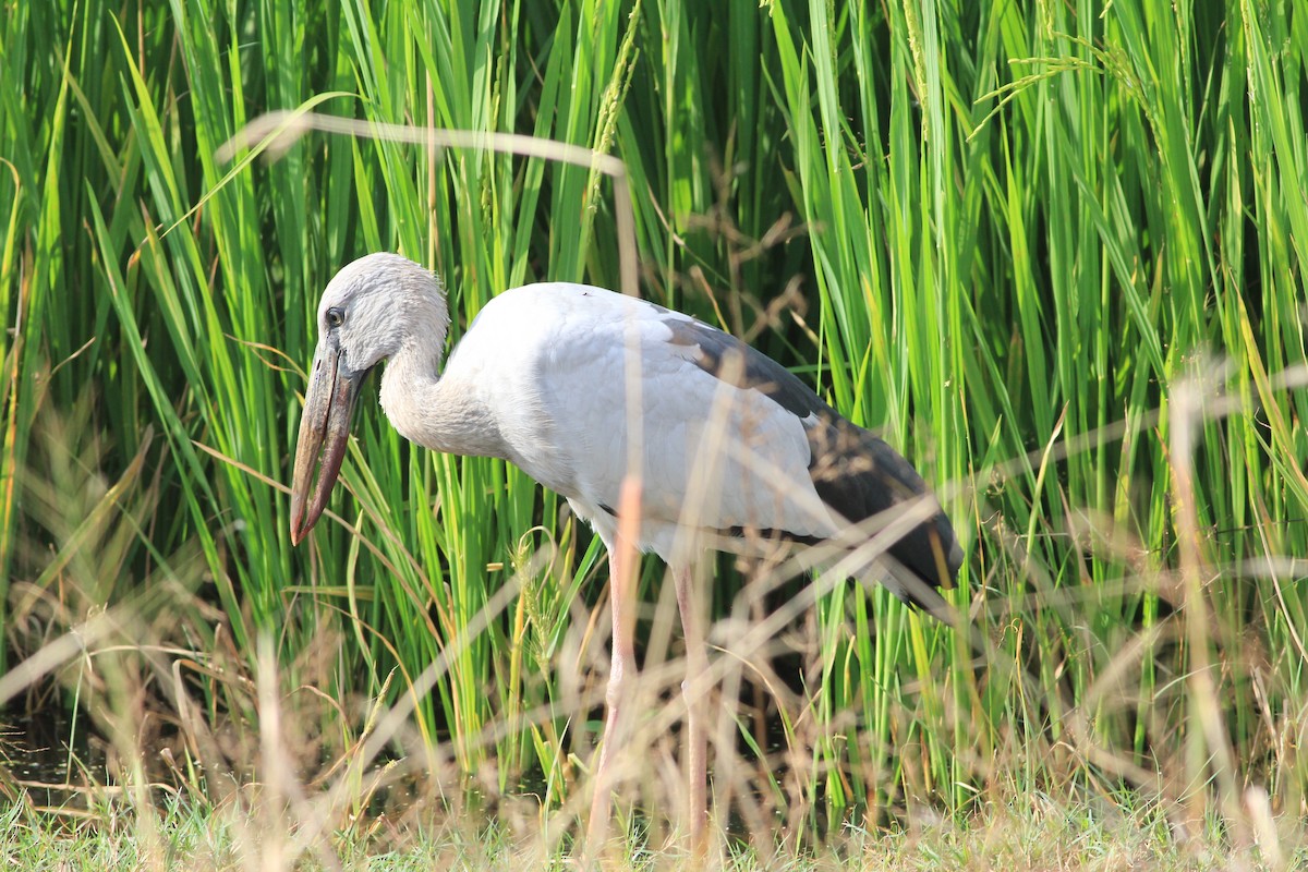 zejozob asijský - ML645506838