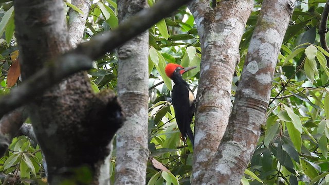 Жовна білочерева - ML645506839
