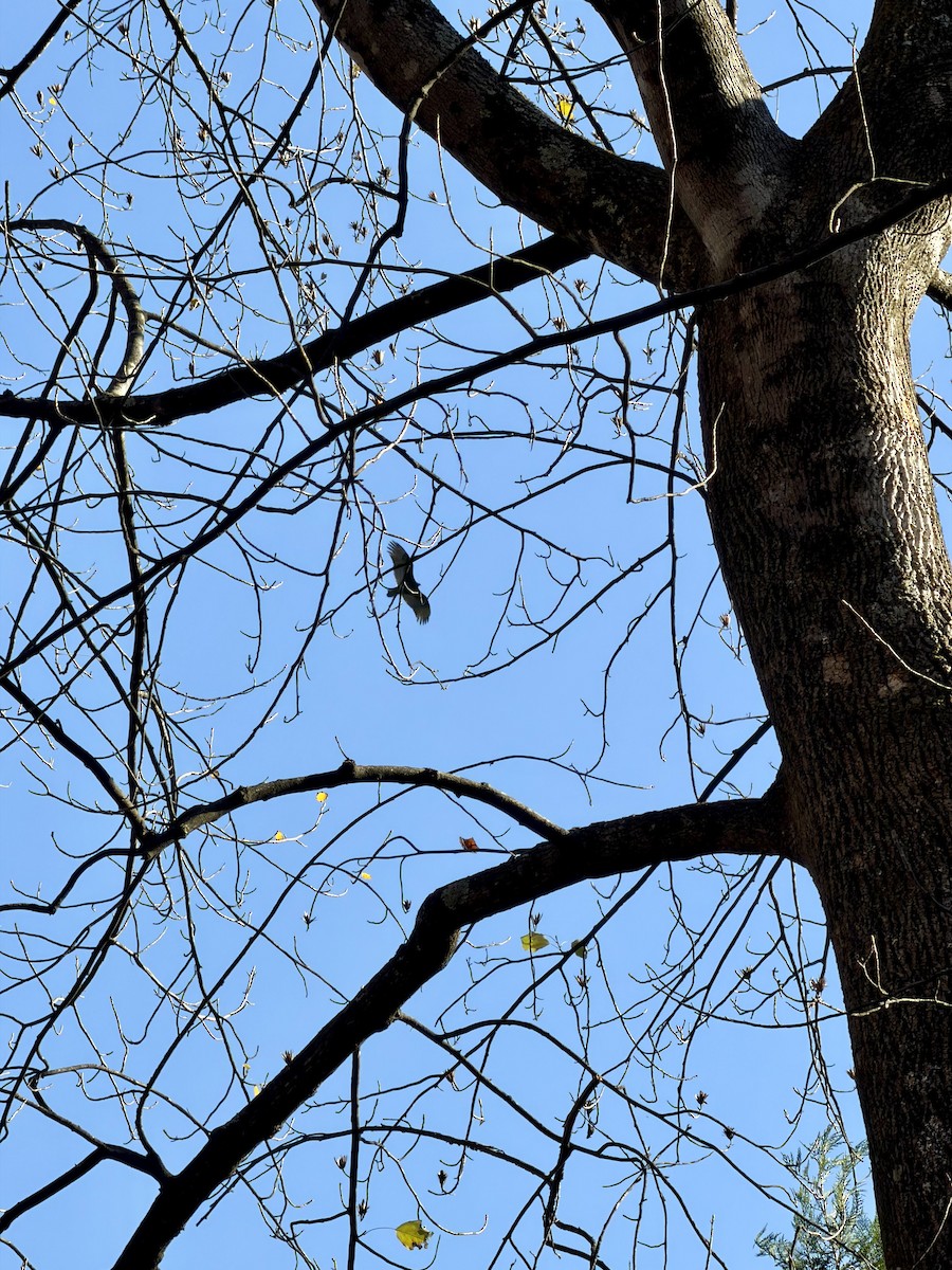 kondor krocanovitý - ML645506840