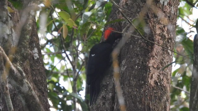 Жовна білочерева - ML645506841