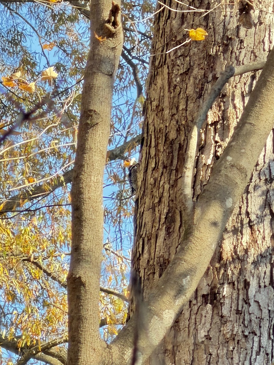 datel rudohrdlý - ML645506845