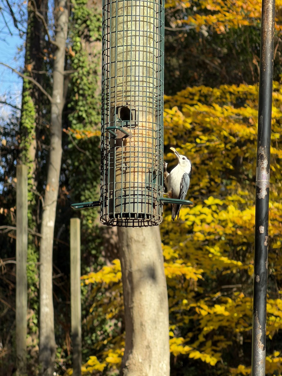 brhlík běloprsý - ML645506848