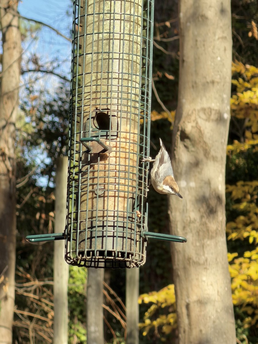 Sittelle à tête brune - ML645506851