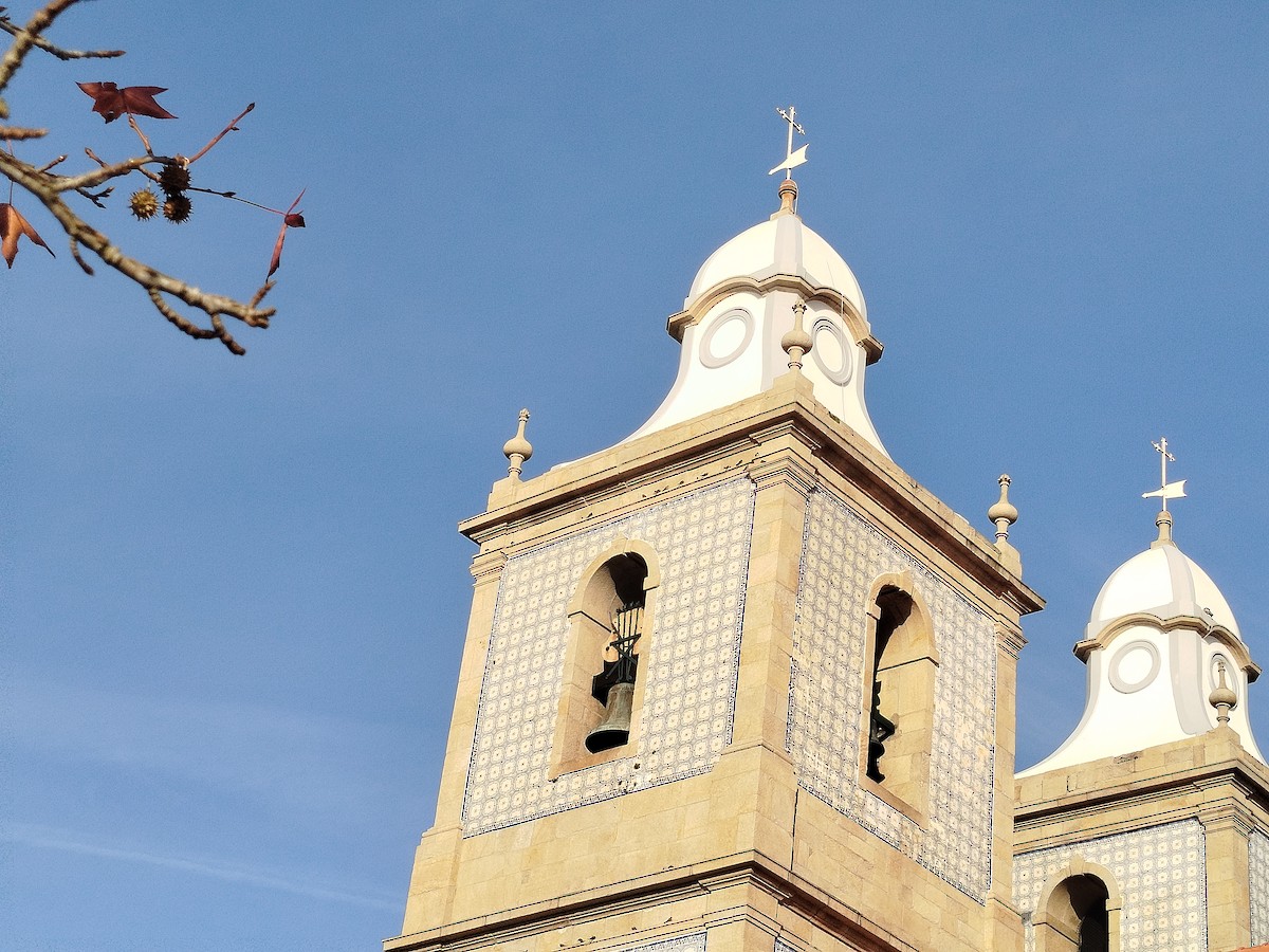 Eurasian Crag-Martin - ML645506864