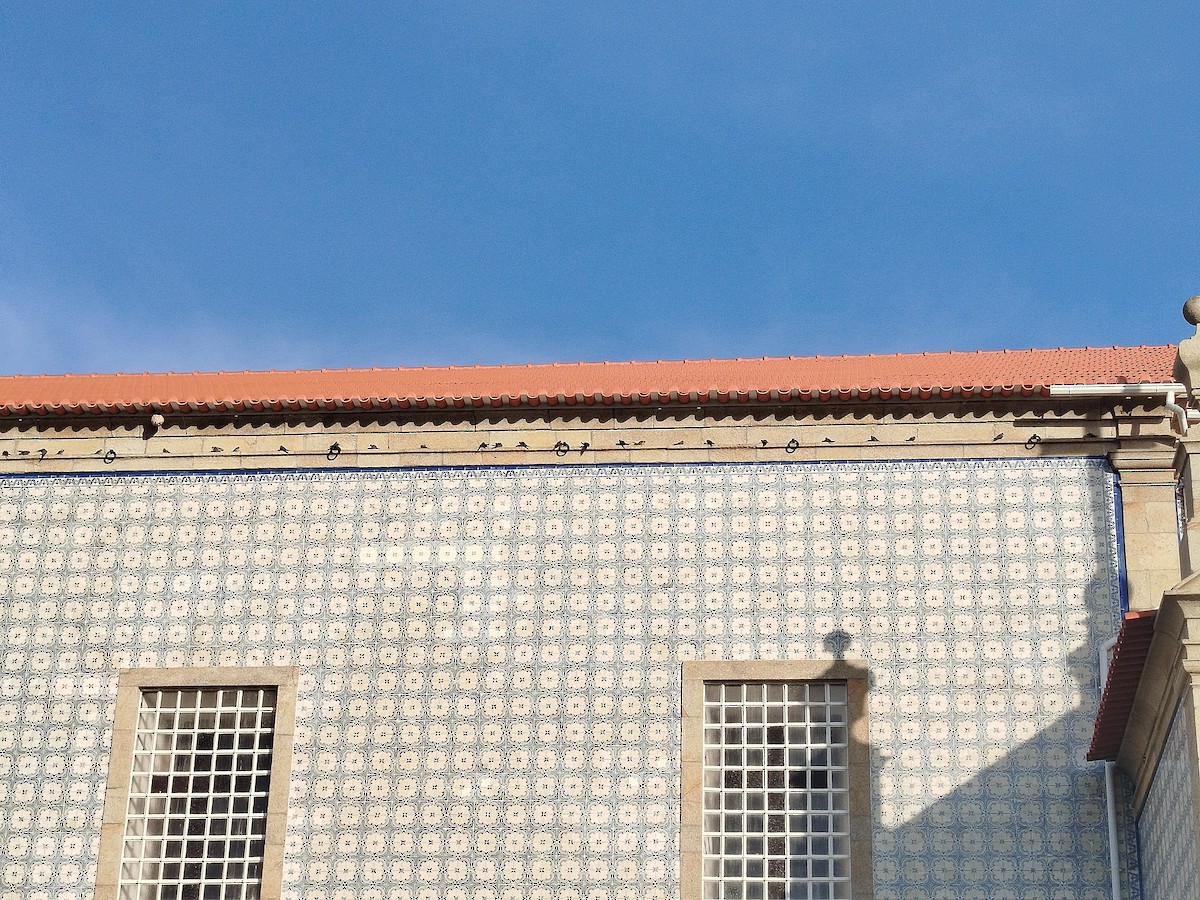 Eurasian Crag-Martin - ML645506865