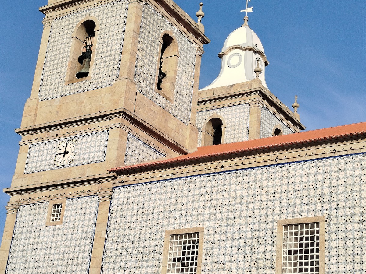 Eurasian Crag-Martin - ML645506866