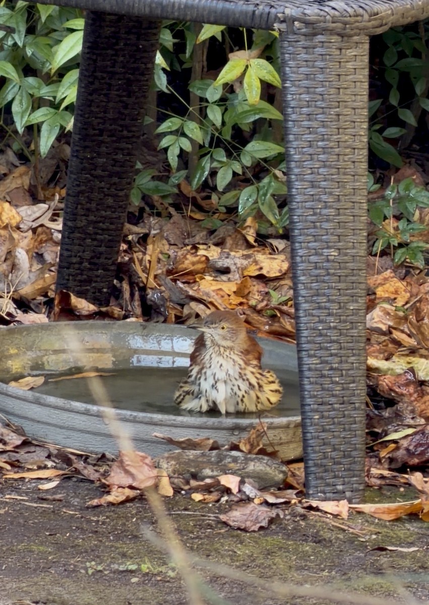 drozdec hnědý - ML645506867