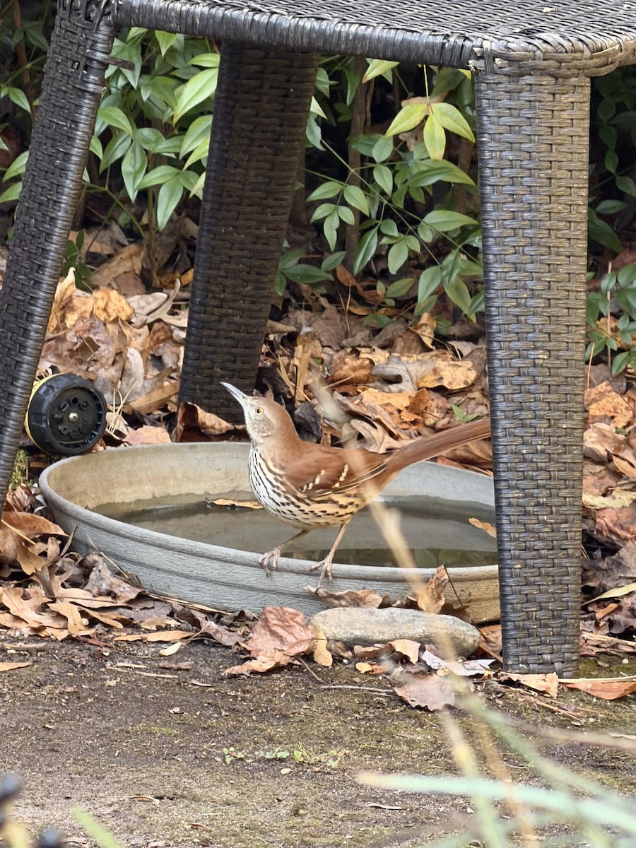 drozdec hnědý - ML645506868