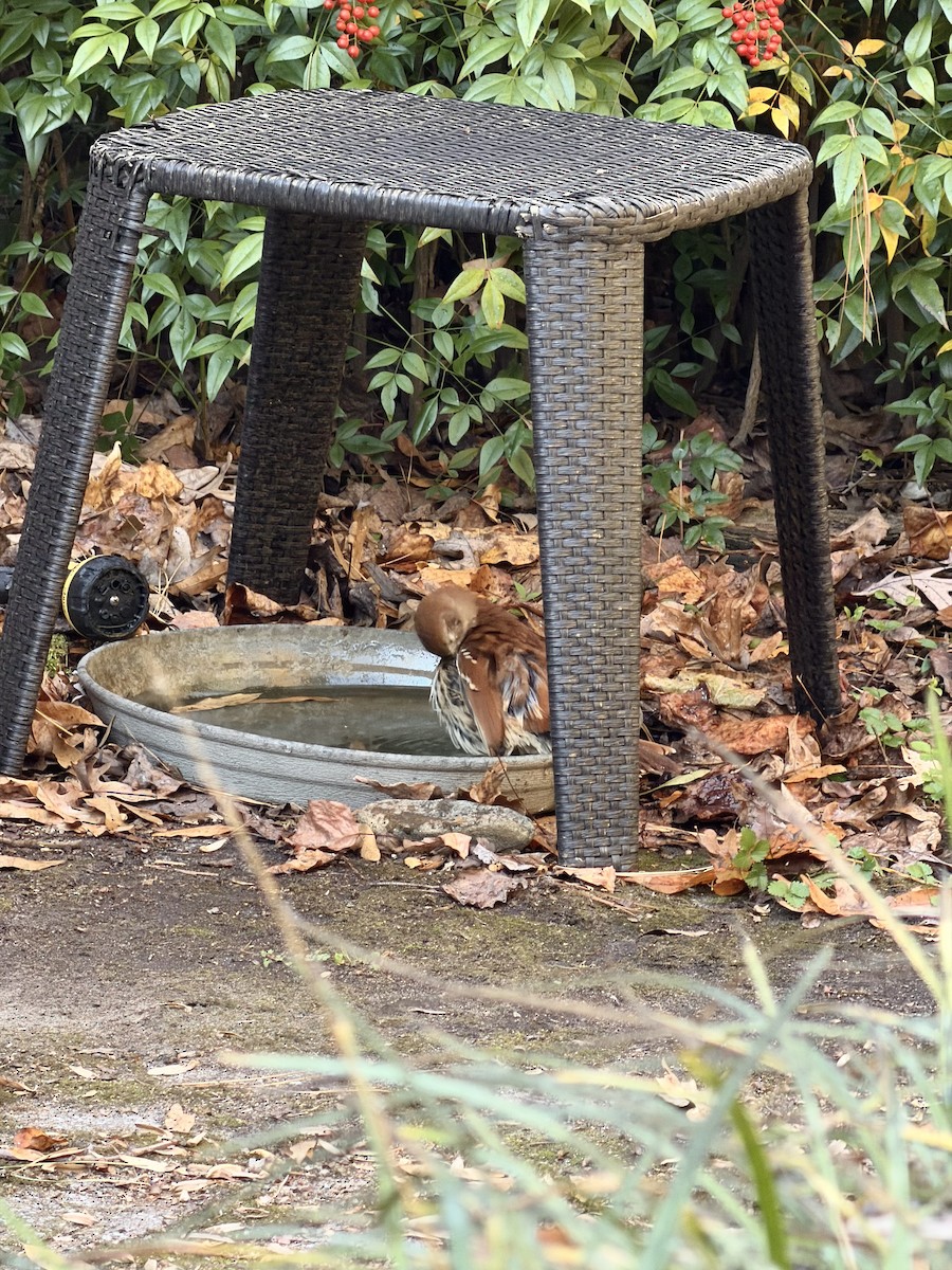 drozdec hnědý - ML645506869