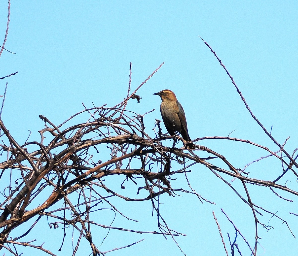 Rusty Blackbird - ML645506871