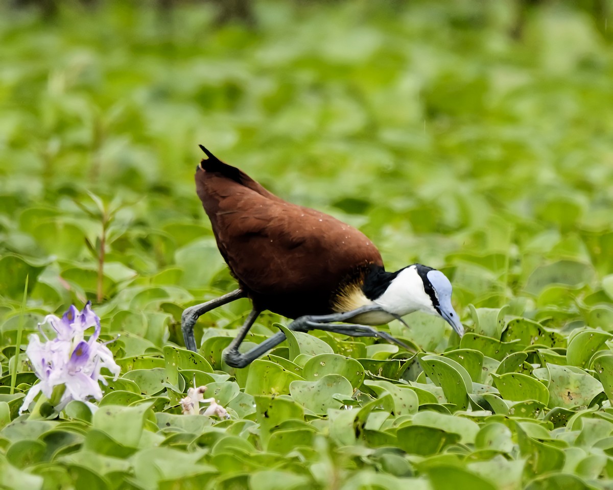 African Jacana - ML645506878