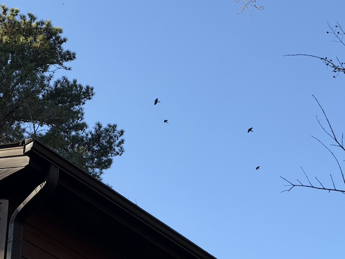 vlhovec lesklý - ML645506889