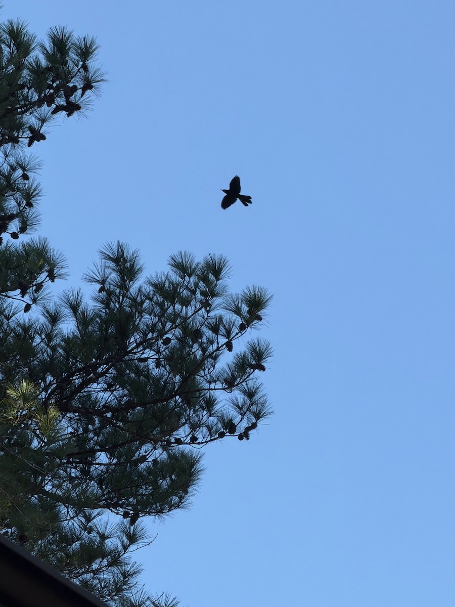 vlhovec lesklý - ML645506890