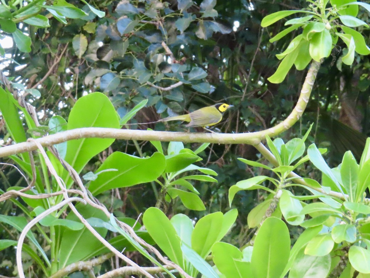 Paruline à capuchon - ML645506911