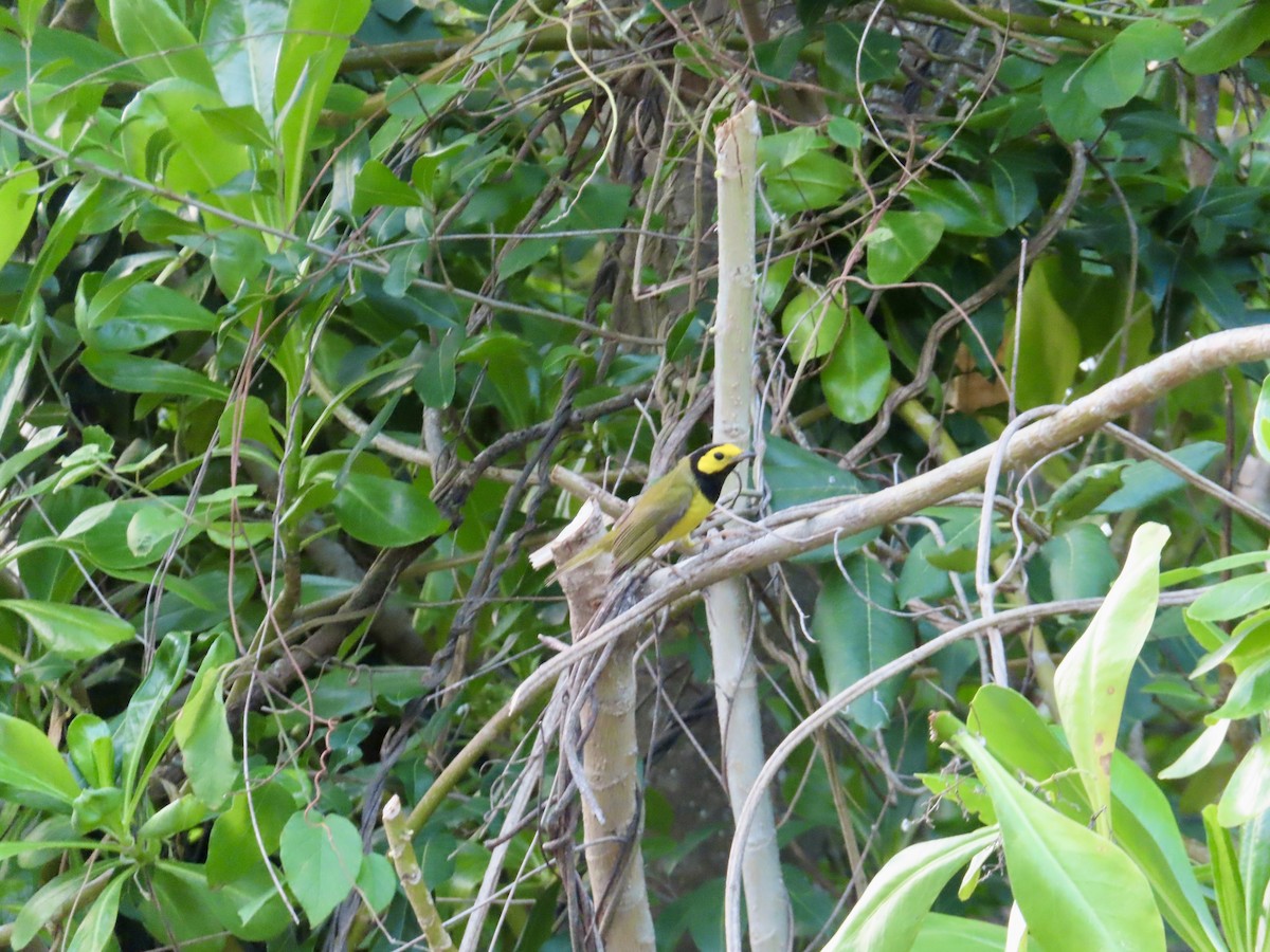 Paruline à capuchon - ML645506912