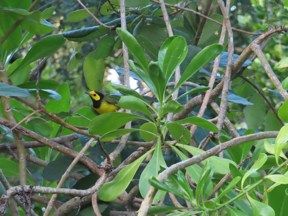 Paruline à capuchon - ML645506913