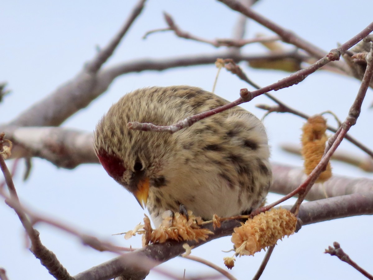 普通朱頂雀 - ML645506945