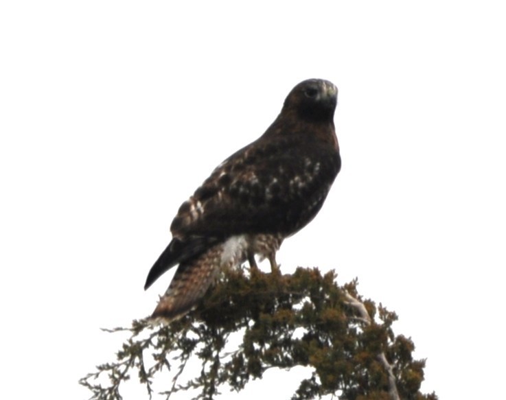 Red-tailed Hawk (Harlan's) - ML645506952