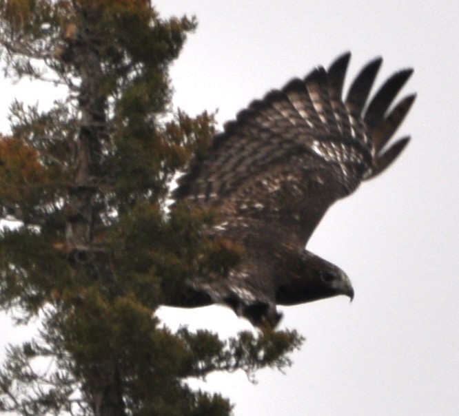 Red-tailed Hawk (Harlan's) - ML645506959