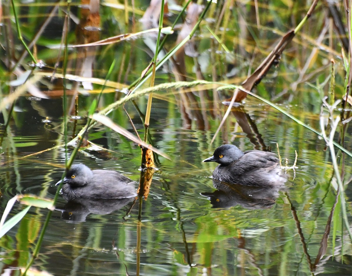 Least Grebe - ML645506961
