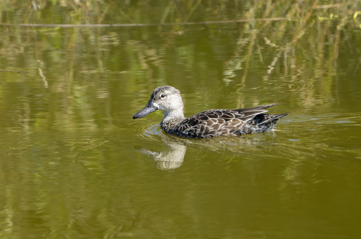 Zertzeta hegalurdina - ML645506962