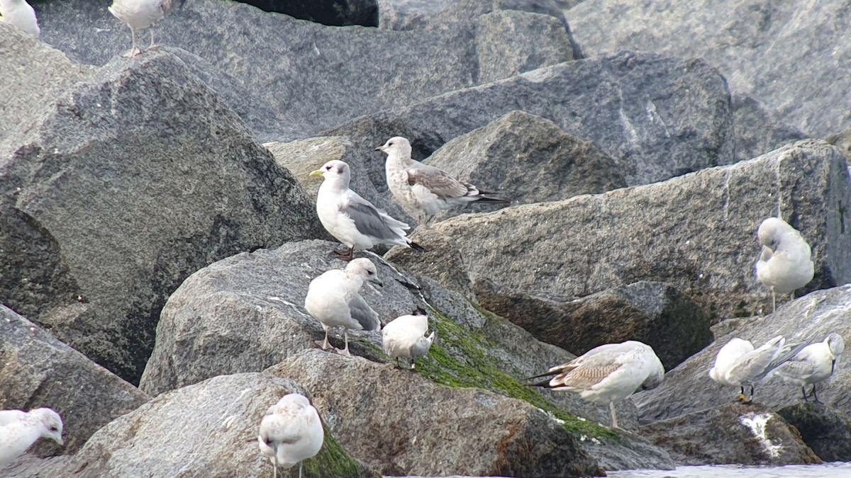 krykkje - ML645506966