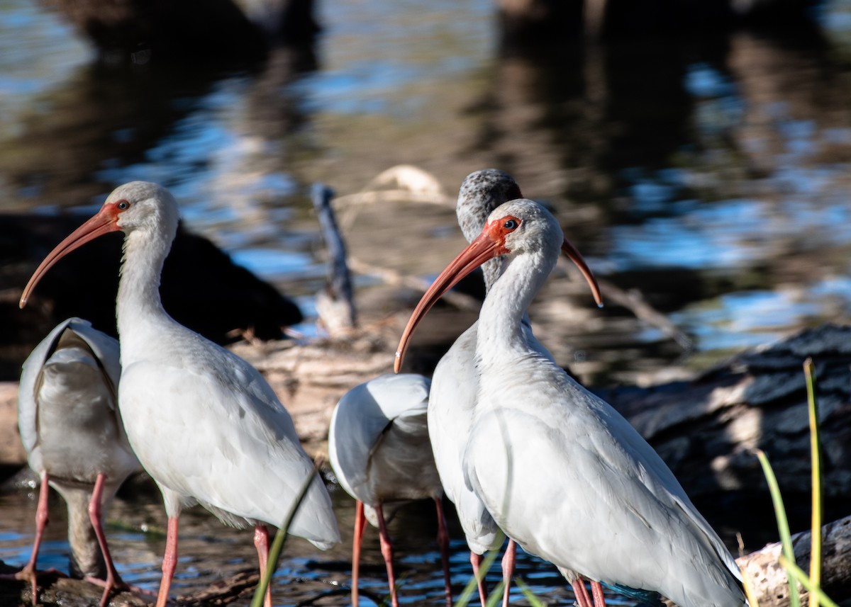 White Ibis - ML645506967