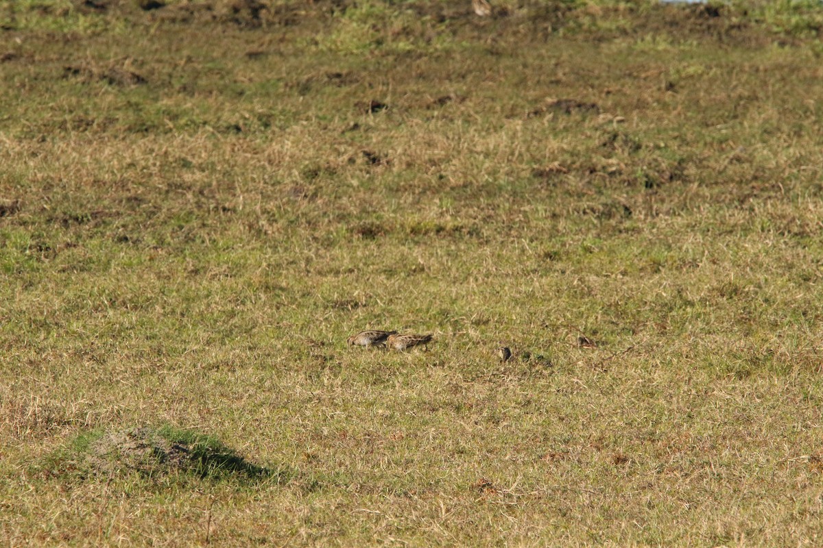 Wilson's Snipe - ML645507000