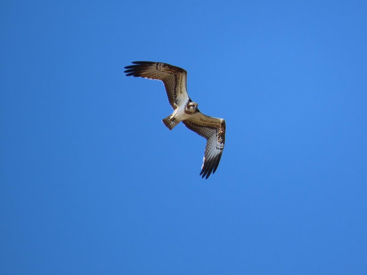 Águila Pescadora - ML645507041